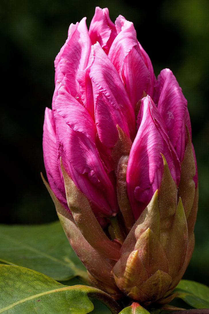 Rhododendron, Trauba opombe, doldentraub, socvetja, Rod, družine ericaceae, Ericaceae