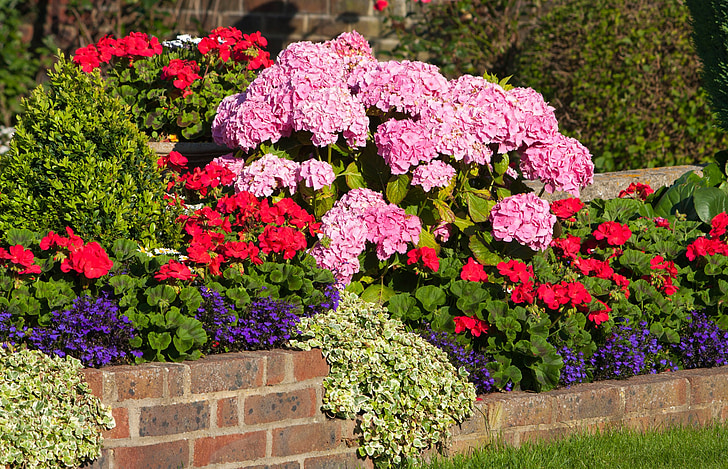 bức tường Hoa, Hoa, geraniums, hydrangeas, Tú cầu, màu hồng, màu đỏ