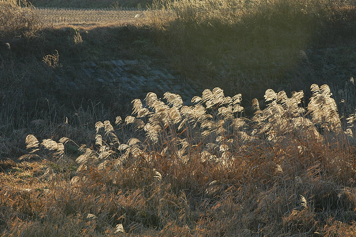 silver grass, reed, the korean countryside