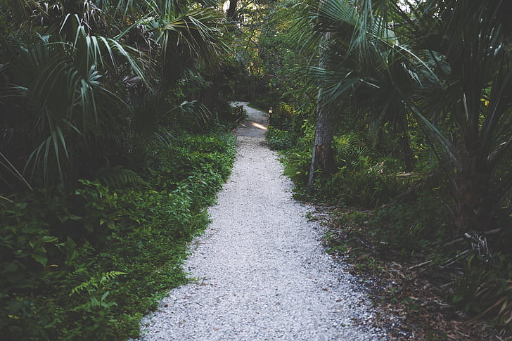 gray, pathway, surrounded, trees, green, plants, nature