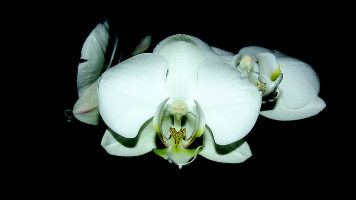 орхидея, Стая растения, бели цветя, цвете, черен фон, свежест, бял цвят