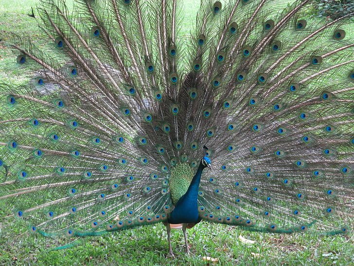 peacock, pet, taiwan