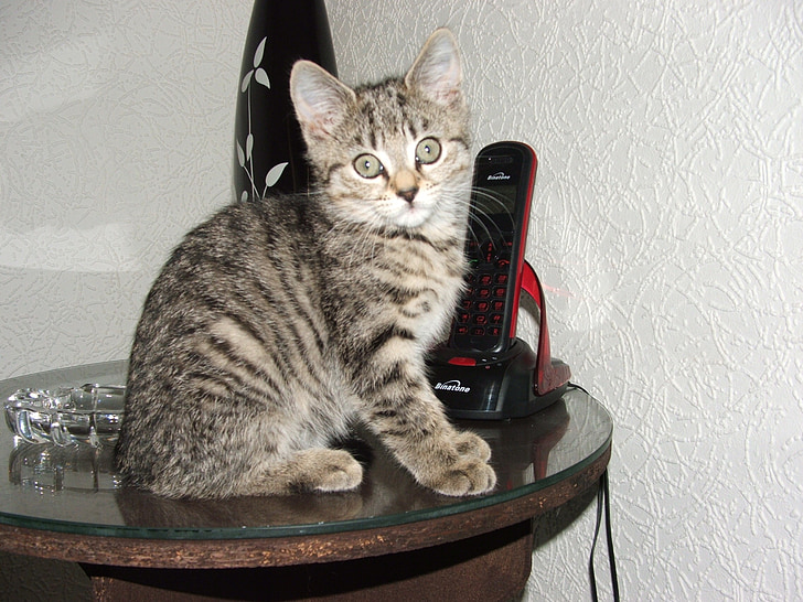 kočka, kotě, Fajn, mladý, Kitty, domácí zvíře, Domácí zvířata