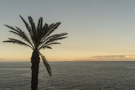 Palm, koks, Palma, tropu, okeāns, vasaras, ceļojumi