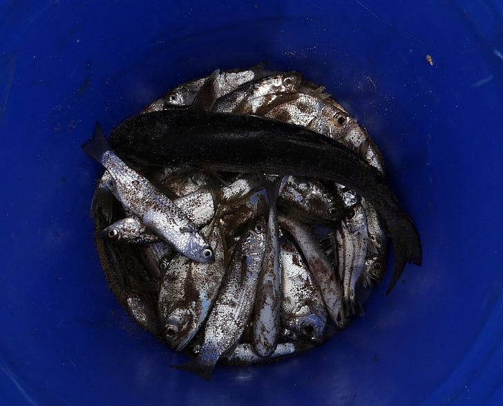 fisk, tørring, indiske olie sardin, sardinel longiceps, fisk, sardinel, havet