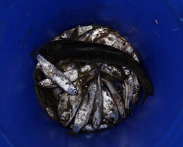 fisk, torkning, Indisk olja sardin, Sardinella länkar, grönlingsfiskar, Sardinella, havet