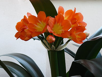 kwiat, Kliwia, przyjemność, Clivia miniata, pomarańczowy