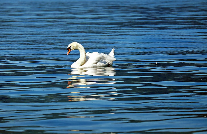 Swan, djur, vatten fågel, stolthet, flöten, sjön, simning