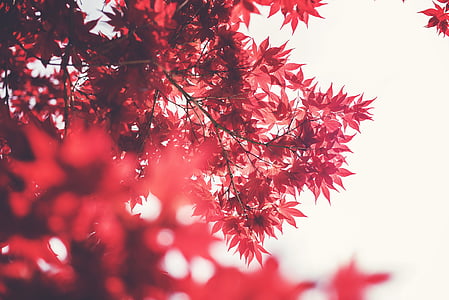 piros, levél, fa, táj, természet, fák, ősz