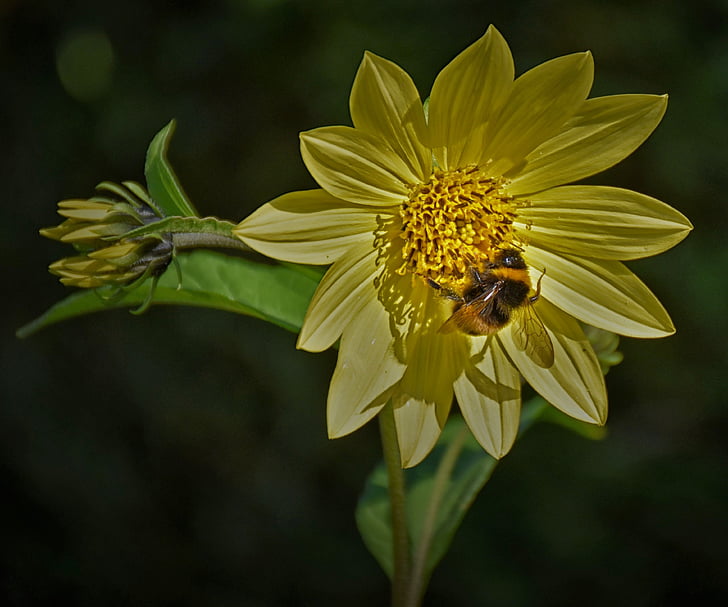 bee, blossom, bloom, close, flower, nature, yellow