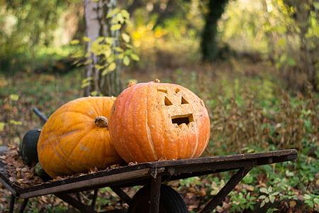 hösten, Halloween, naturen, pumpa, Orange, trädgård, lämnar