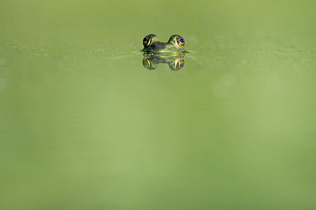 frog, hiding, water, animals, frogs, amphibians, magnificent
