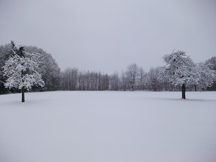 zimné, stromy, sneh, zasnežené, mrazivé, sneh magic, Príroda