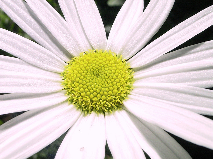 Маргарет, цвете, Градина, природата, бяло, цветя, венчелистче