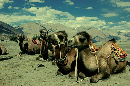 骆驼, 拉达克, 沙漠, 印度, 西藏