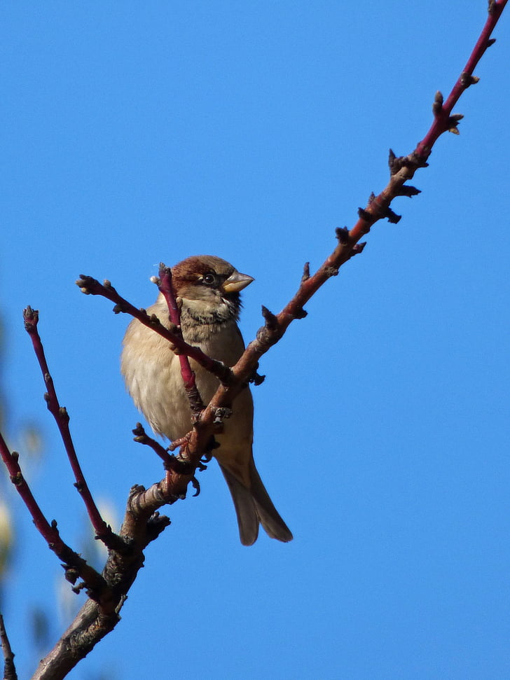 Sparrow, chi nhánh, cây hạnh nhân, mùa đông, con chim, bầu trời, Thiên nhiên