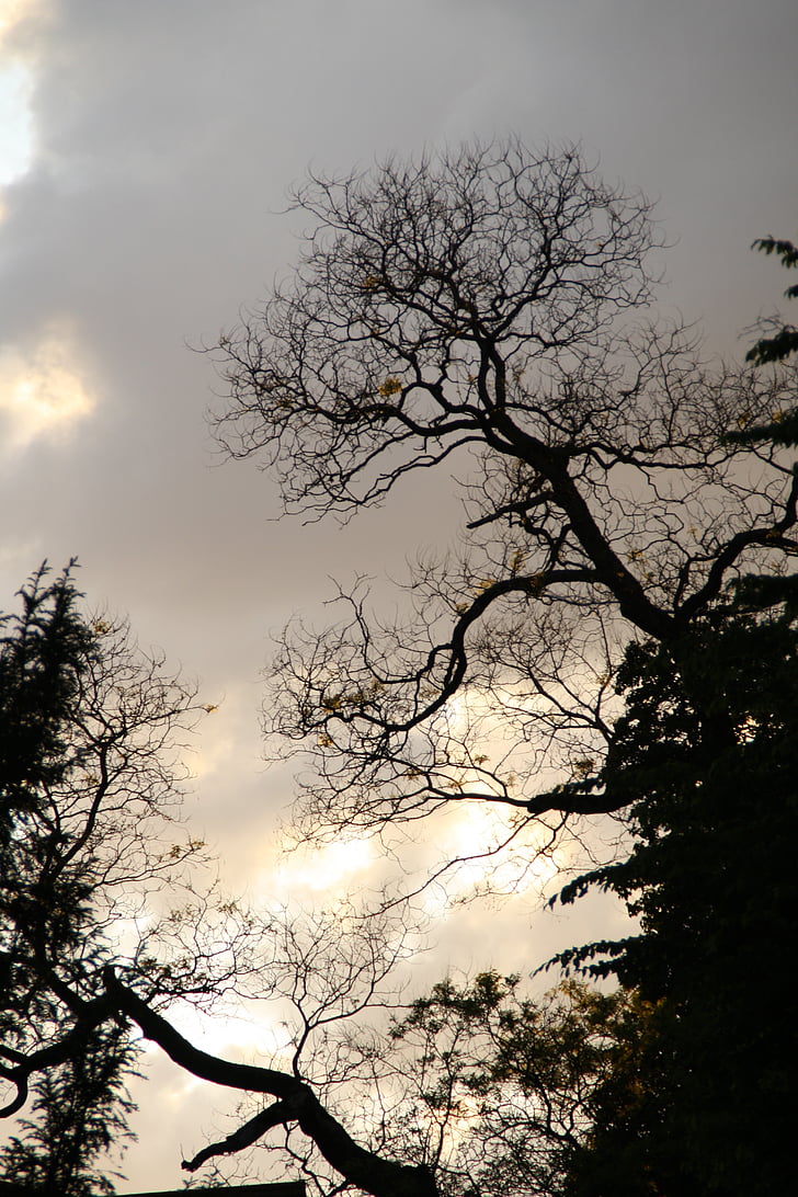 arbre, nuit, silhouette, esthétique, Kahl, lumière de retour