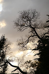 árvore, à noite, silhueta, estética, Kahl, luz de volta