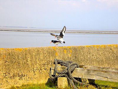 ocell, ocells, Mar del nord, Nordfriesland, natura, a l'exterior, Mar