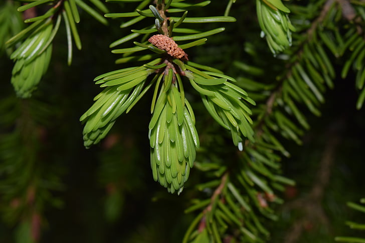 spruce, branch, green, needles, close, spring, frisch