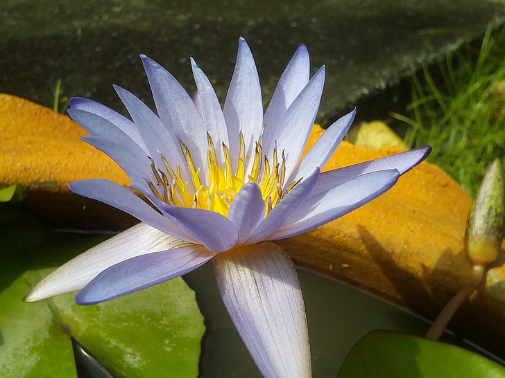 Lotus lístia, Lotus, vodné rastliny, kvety, Lotosové jazero, fialové lotus, Lotus panvy