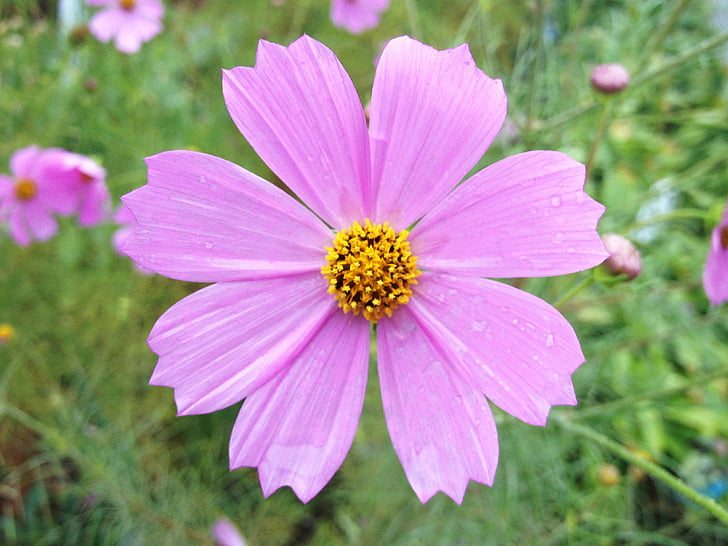 pink flower, pink, flower, floral, nature, plant, spring