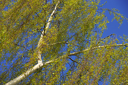 桦木, 春天, 自然, 恢复, 绿色, 潮湿, 光