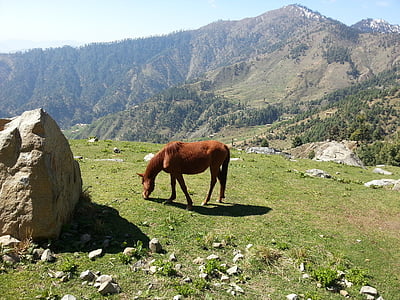 horse, rock, grass, mountain, grazing, landscape, nature