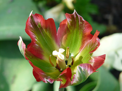 lente, vroege bloomer, Tulip, gevlamd, helder, sluiten, voorbode van de lente