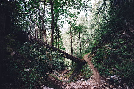 marrón, superficie, Callejón de, árboles, naturaleza, bosques, troncos