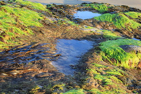 seaweed, rock pools, nature, texture, marine, algae, ocean