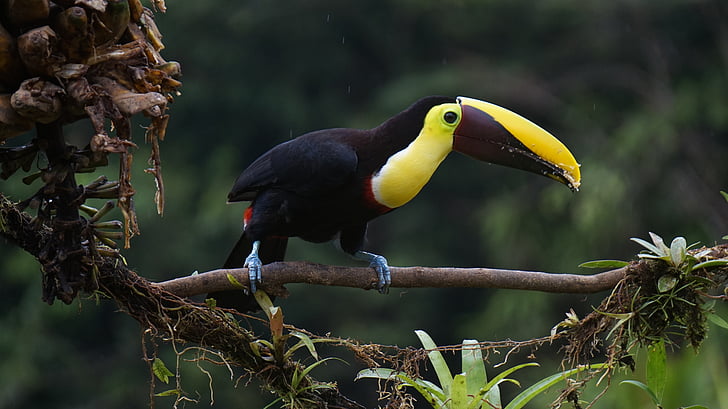 toucan, chestnut, bird, costa rica, wildlife, animal, nature