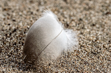 spring, white, sand, plumage, slightly, nature, bird feather