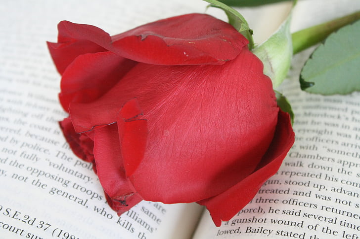 Rose, livre, fleur