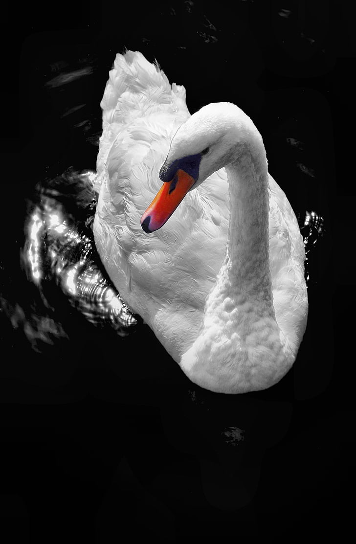 swan, water, white, bird, nature, wing, beak