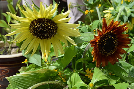 gira-sol, jardí, flors de sol, groc, floral, Jardineria