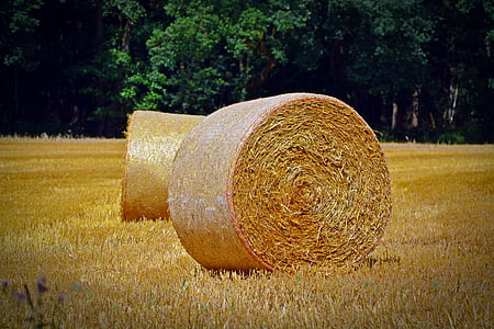 straw bales, round bales, agriculture, straw, landscape, cereals, stubble