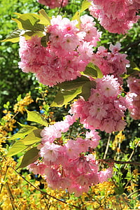 花散形花序, 桜の花, 部分ビュー, 春, 5 月, 青い空, 雲