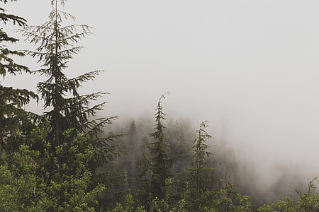 pino, albero, circondato, nebbia, inverno, appannamento, foreste