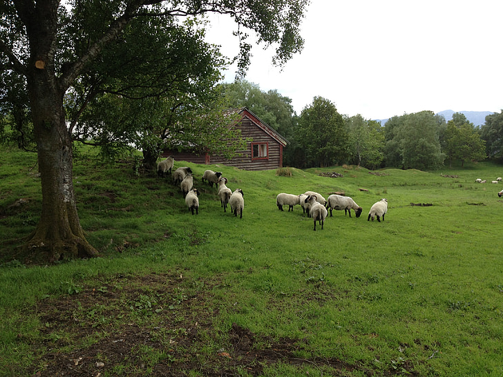 ovce, svanøy, Nórsko, zvieratá