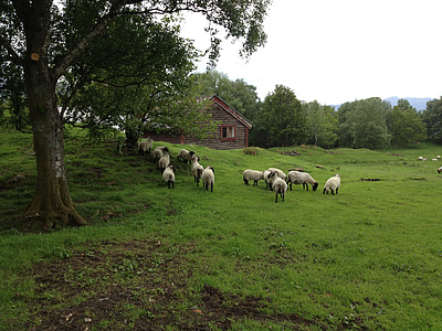 овцы, svanøy, Норвегия, Животные