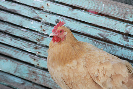 pollo, azienda agricola, animali da fattoria, allevamento di polli, agricoltura, animale, uccello
