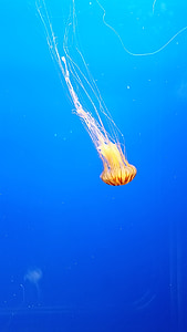 Medúza, Zoo, Já?, voda, Marine, pod vodou, akvárium