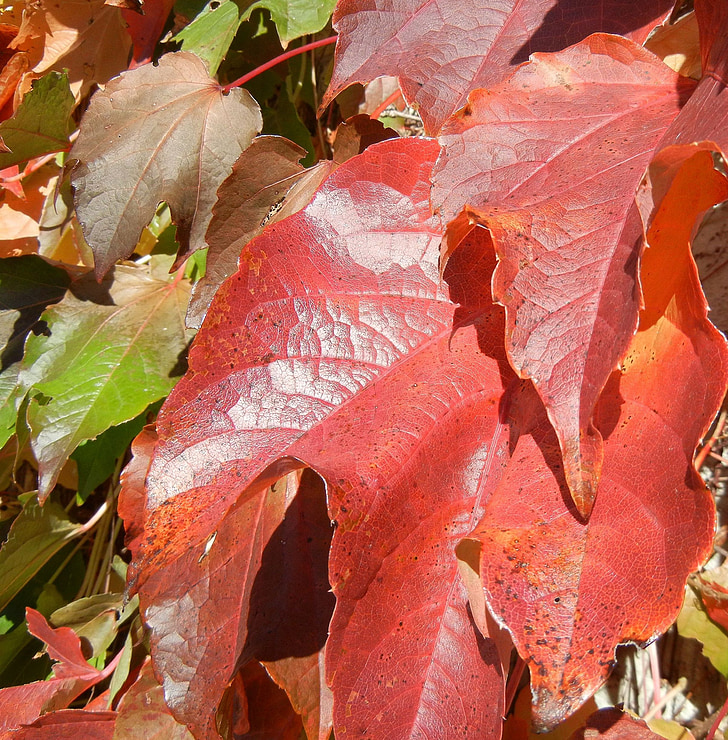 foglie di autunno, colorato, Canada