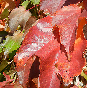 Syksyn lehdet, värikäs, Kanada