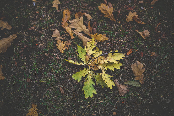 listy, jeseň, špinavé, farebné, tráva, jeseň, dub