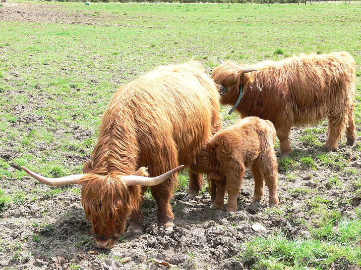 highlandrind, mucca, bestiame, animale giovane, succhiare il latte, Highlands, corni