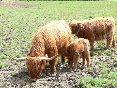 highlandrind, kráva, skot, mladá zvířata, kojit, Vysočina, rohy