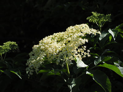 elder, blossom, bloom, white, bush, black elderberry, sambucus