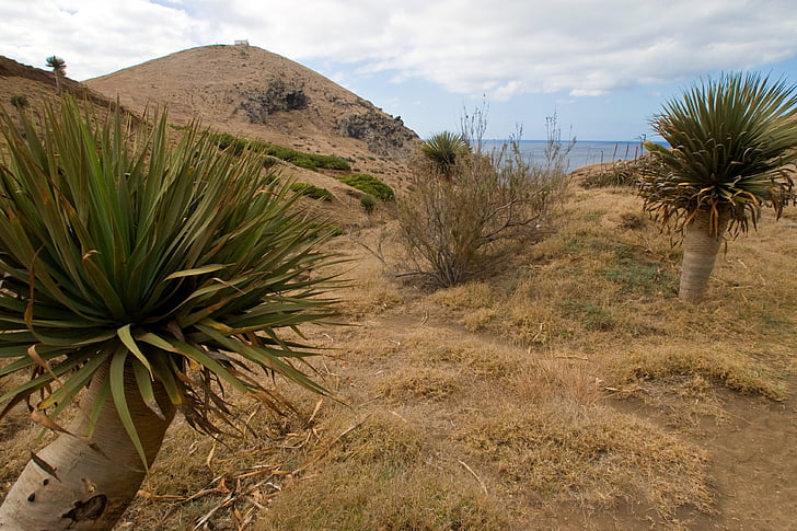 madeira, yucca, dry, outlook